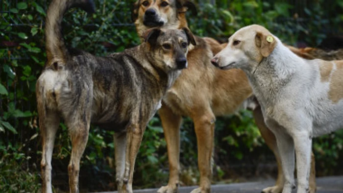 Primăria Capitalei vrea să sterilizeze în masă câinii care nu sunt de rasă. Captură digi24.ro