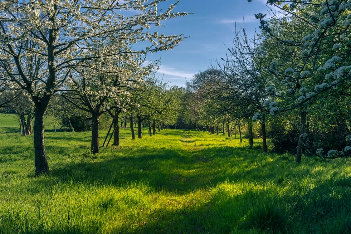 Sfaturi pentru stropirea pomilor fructiferi. Sursă foto: Pixabay