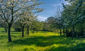 spring 4158957 960 720 jpg