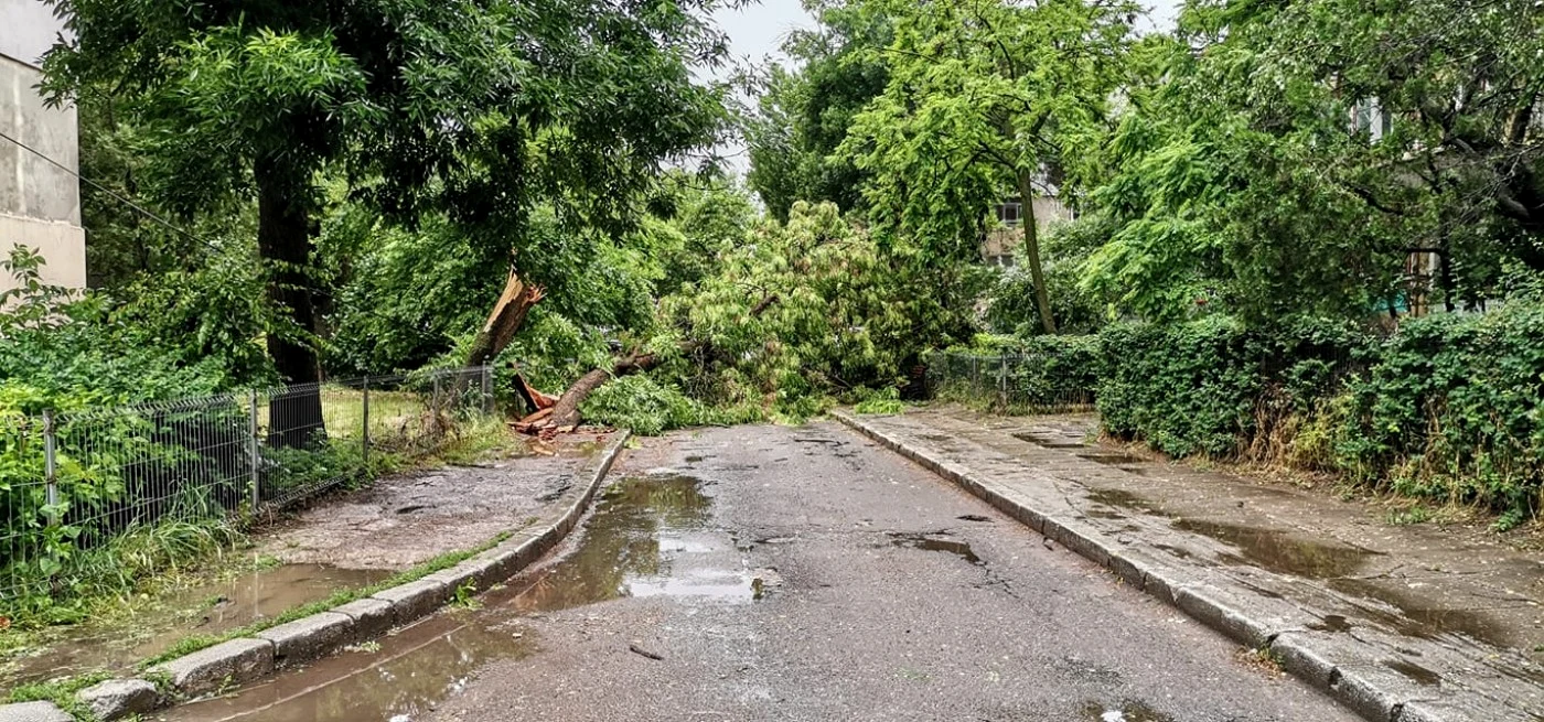 Copaci căzuţi pe străzile Galaţiului, sursa: Grupul Şoferilor din Galaţi