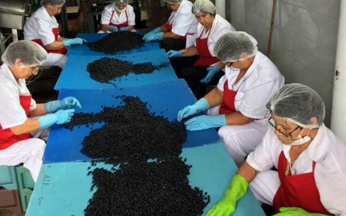 Procesul tehnologic este foarte dificil deoarece aceste fructe sunt foarte mici şi trebuie sortate cu multă atenţie