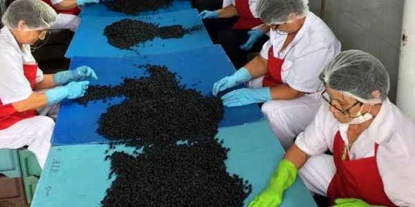 aronia