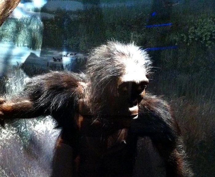 Reconstituirea lui Lucy de la Muzeul Smithsonian din Washingon. FOTO: wikimedia