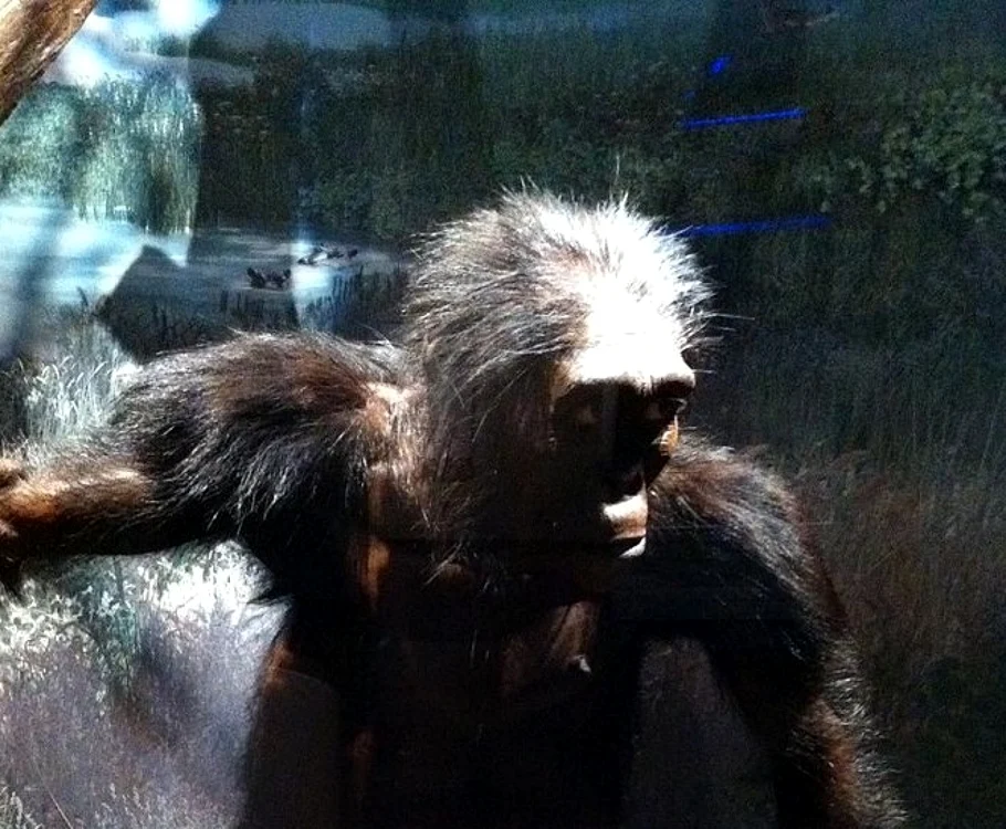 Reconstituirea lui Lucy de la Muzeul Smithsonian din Washingon. FOTO: wikimedia