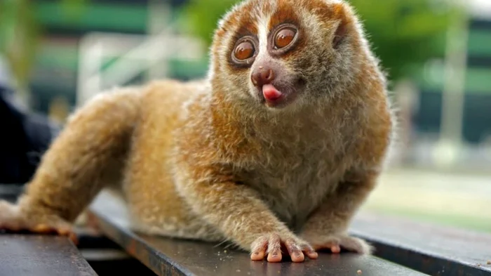 Primata veninoasă care te poate omorî fără să-ți dai seama.