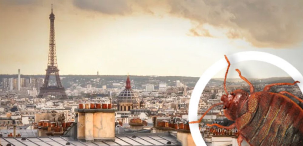 Intervenție diplomatică la nivel înalt pe subiectul delicat al ploșnițelor în perspectiva Jocurilor Olimpice Paris 2024