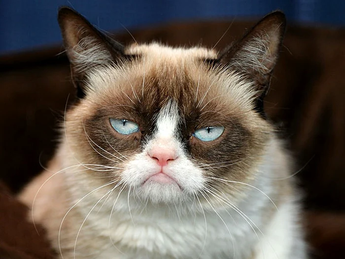 Grumpy Cat are o avere estimată la 92 de milioane de euro, bani făcuţi din actorie şi reclame.FOTO