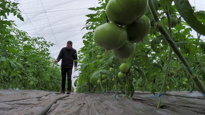 Primele tomate ies la jumătatea lunii martie. FOTO Iulian Bunilă