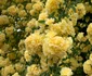 Trandafirul Banksiae Foto US Botanic Garden