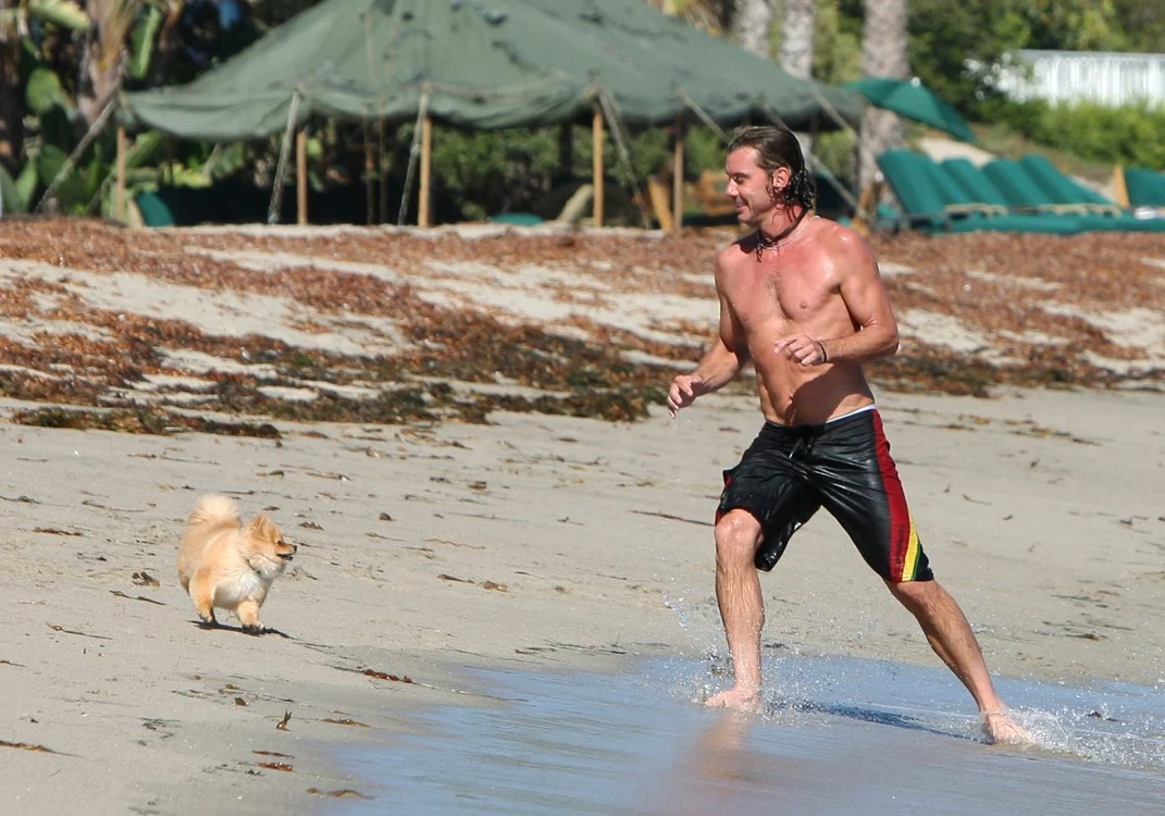 gavin rossdale wenn21666218 jpeg
