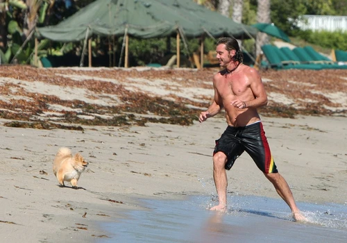 gavin rossdale wenn21666218 jpeg