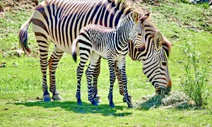 zebra baby 4244667 1280 jpg