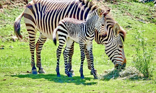 zebra baby 4244667 1280 jpg