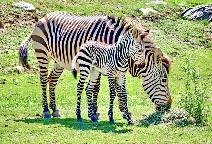 Pielea zebrei este neagră / foto: Pixabay