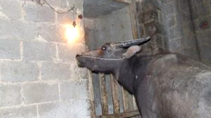 
    Vita l-a transformat pe proprietarul său într-o mică celebritate  