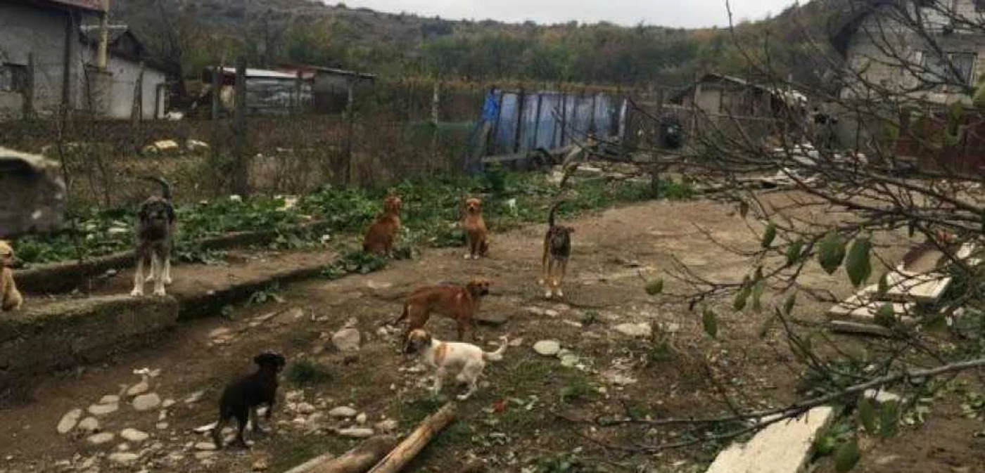 Zeci de câini trăiesc în condiţii inumane, iar oamenii spun că sunt înfometaţi