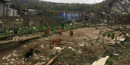 Zeci de câini trăiesc în condiţii inumane
