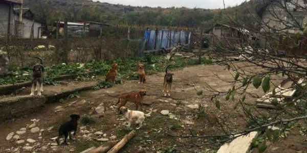 Zeci de câini trăiesc în condiţii inumane