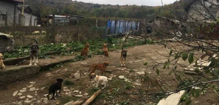Zeci de câini trăiesc în condiţii inumane, iar oamenii spun că sunt înfometaţi