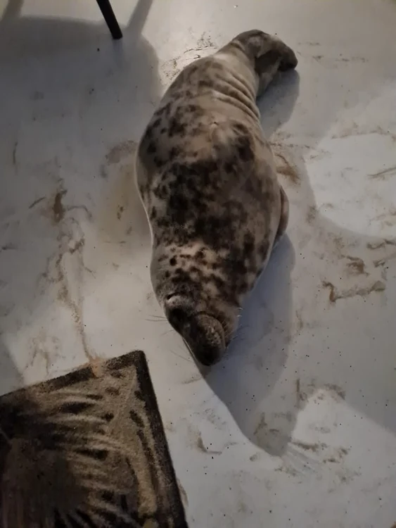 Mamiferul s-a relaxat pe mochetă. FOTO © Stichting Dierenwelzijn Zeeland