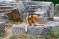 cat 4481566 1280 jpg