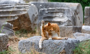 cat 4481566 1280 jpg