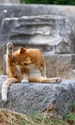 cat 4481566 1280 jpg
