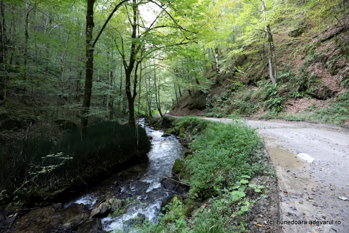 Transluncani. Foto: Daniel Guță ADEVĂRUL