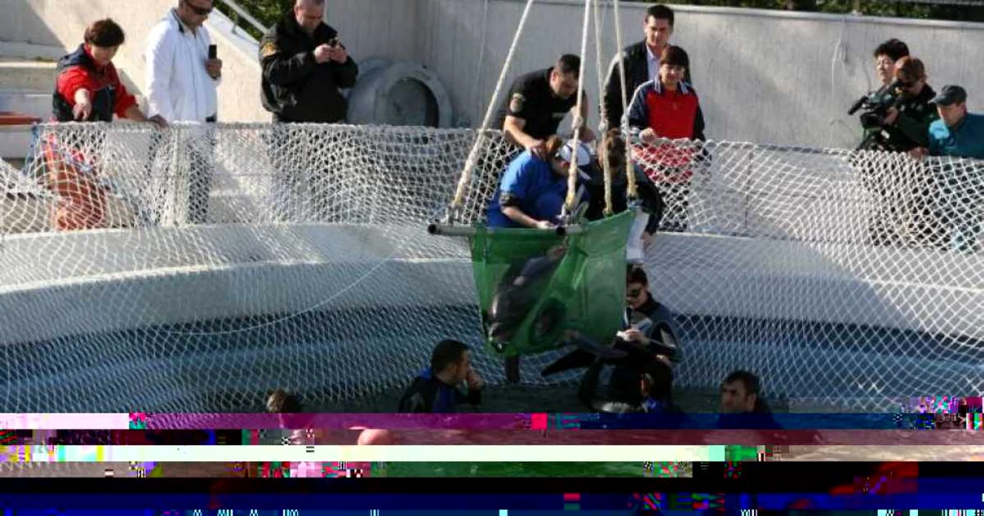 Chen-Chen a fost primul delfin mutat din bazinul descoperit în noua casă