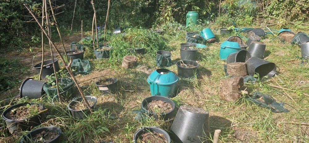 Plantație de canabis lângă Termocentrala Rovinari, cea mai mare din țară. Drogurile ajungeau în școli