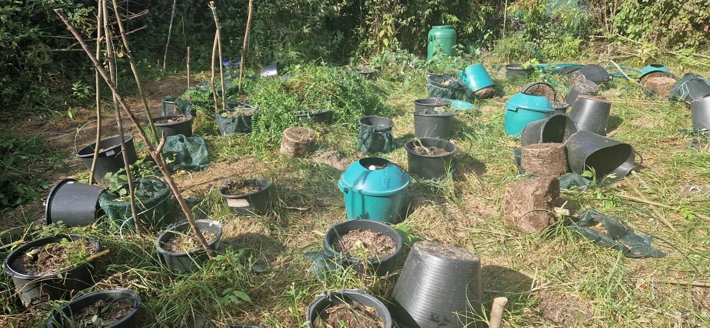 Plantele erau cultivate în recipiente din plastic Foto: Adevărul