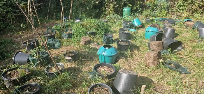 Plantele erau cultivate în recipiente din plastic Foto: Adevărul