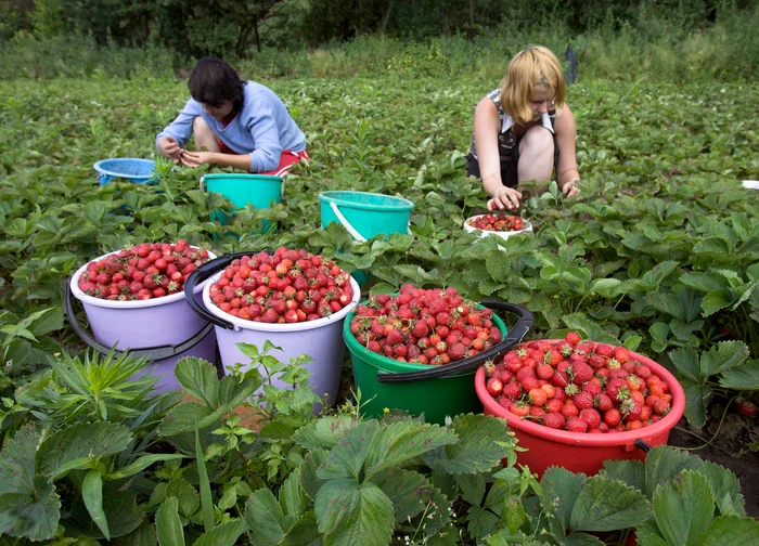 Femeile vor munci şase ore şi jumătate pe zi pe baza unui contract de trei luni (foto: arhivă)