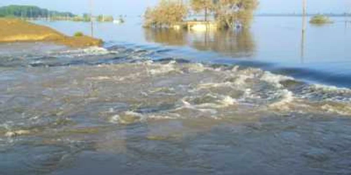 190 de hectare de păşuni şi fâneţe au fost inundate de apele Dunării (foto arhivă)