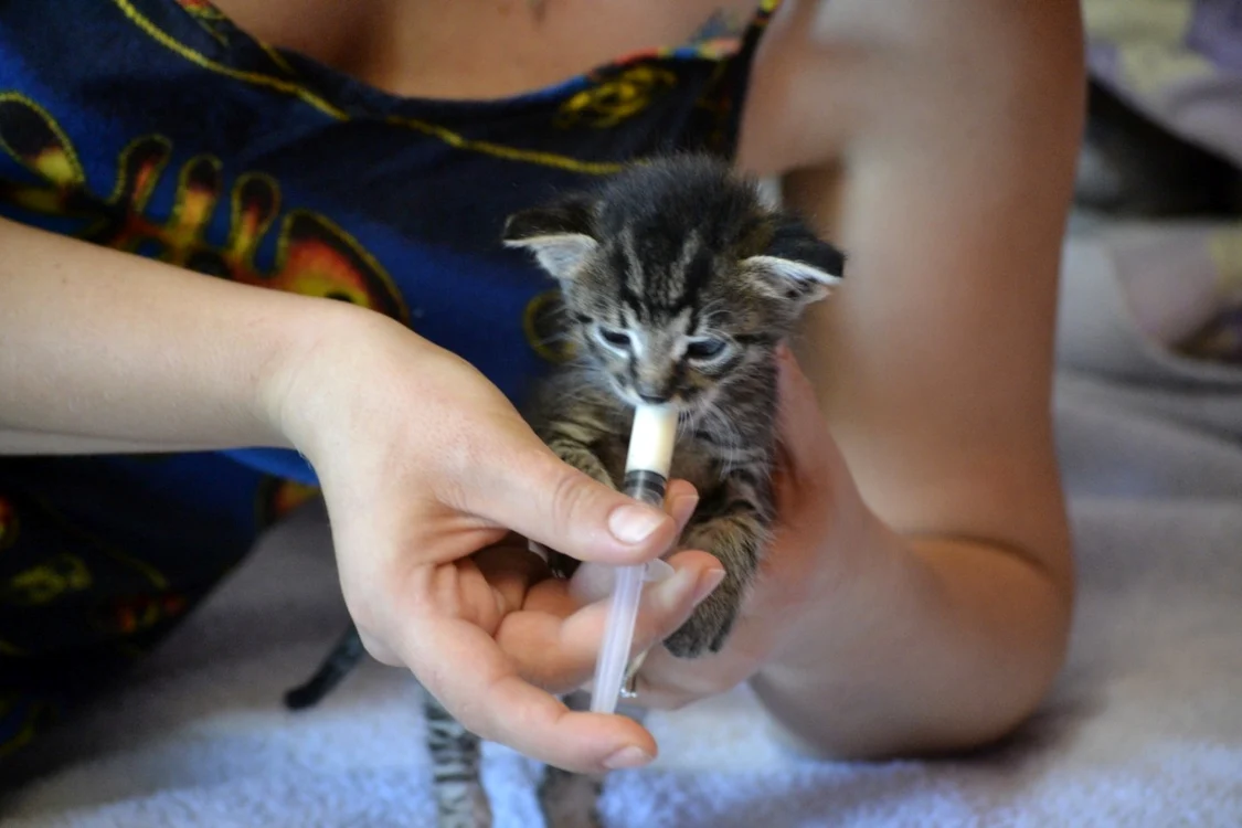Puii de pisică pot fi hrăniţi cu seringa, cu lapte de vacă, amestecat cu smântână, gălbenuş de ou şi miere de albine FOTO Mircea Merticariu