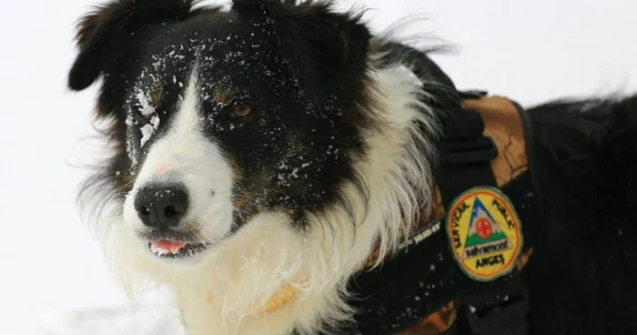 CÃ¢inii de avalanÅÄ ai RomÃ¢niei urcÄ la Cabana Capra pentru obÅ£inerea sau reconfirmarea brevetelor