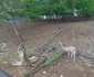 Orașul Jibou  Foto Daniel Guță ADEVĂRUL 97 jpg
