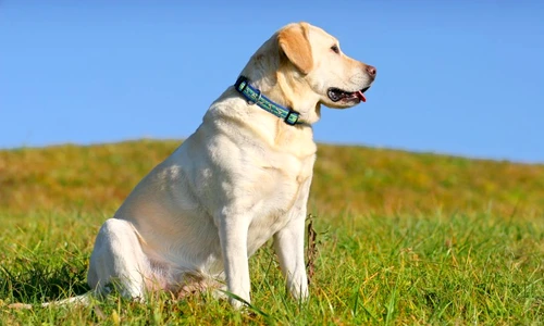 1 48861 original jpg jpeg