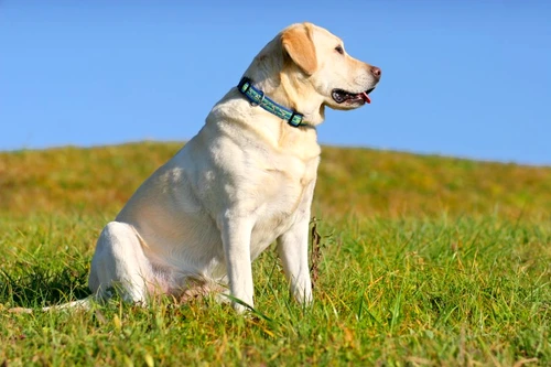 1 48861 original jpg jpeg