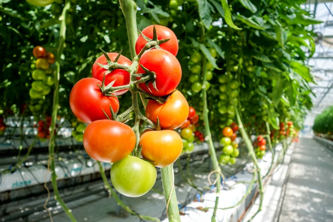 Programul Tomata continuă, Foto: Ministerul Agriculturii
