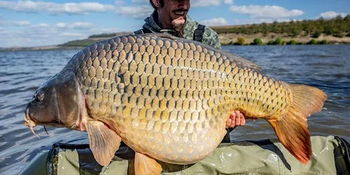 crap urias Bacau FOTO carponline ro jpg