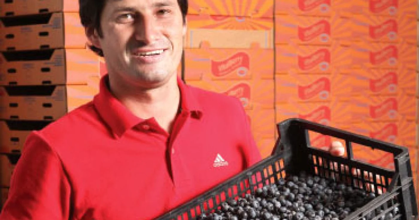 Culegătorul de afine