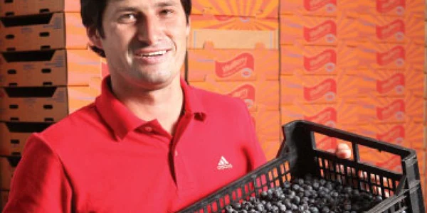 Culegătorul de afine