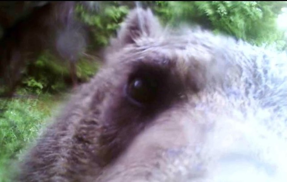 Ursul descoperă camera de supraveghere din pădure. Imagini surprinse în Apuseni VIDEO