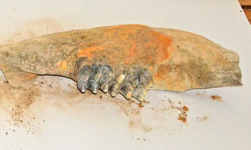 Fragmentele din  mandibula animalului  preistoric au ajuns  la muzeul din Gorj jpeg
