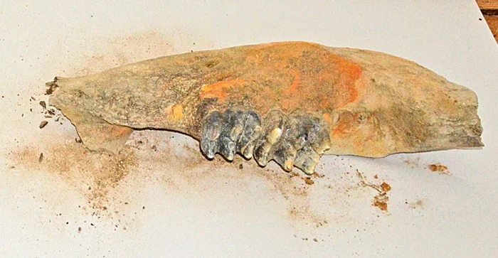 Fragmentele din  mandibula animalului  preistoric au ajuns  la muzeul din Gorj