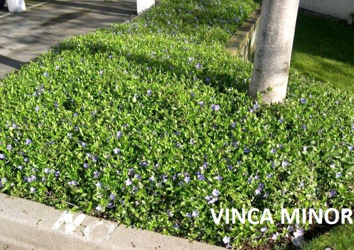 gazon Vinca Minor 