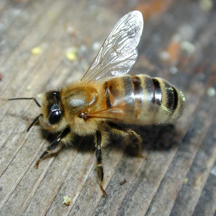 Intepatura de albina a fost fatala pentru o femeie  Foto: Adevarul