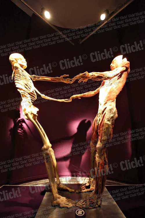 Cadavrul care întruchipează un cetăţean chinez în alergare pare viu. Fiecare muşchi e încordat la maximum (Fotografii: Sever Gheorghe)