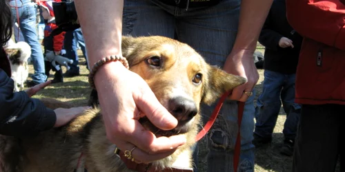 Maidaneza Mulan “s-a dat în spectacol” pentru admiratorii săi